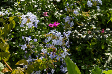 Flowers in a garden. Nature background