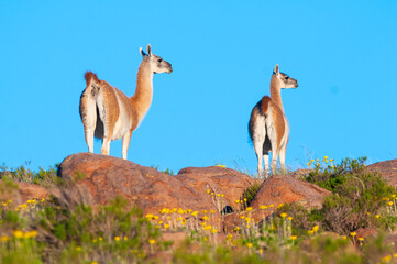 Guanacos in Lihue Calel National Park, La Pampa, Patagonia, Argentina.