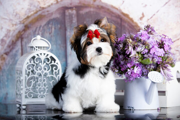 Beaver york terrier puppy  and flowers bell purple