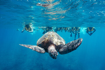 Obraz na płótnie Canvas Snorkeling with wild Hawaiian Green Sea Turtles in the Beautiful Blue Ocean 