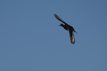 Fototapeta na wymiar tufted duck in flight