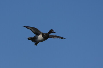 tufted duck in flight