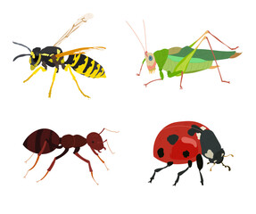 Yellow jacket wasp hornet, katydid, ant, ladybug insect vector illustrations isolated.