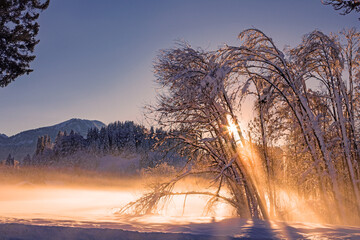 Winter - Sonnenuntergang - Nebel - Oberstdorf - Schnee - obrazy, fototapety, plakaty