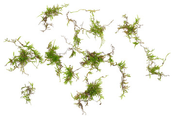 Green moss scattered, isolated on white background, top view, clipping  - obrazy, fototapety, plakaty