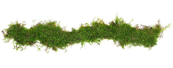 Green moss line, frame  isolated on white background, top view