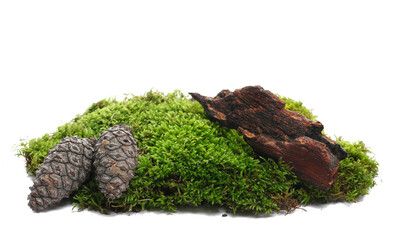Green moss, rotten wet bark and dry pine cones isolated on white, side view