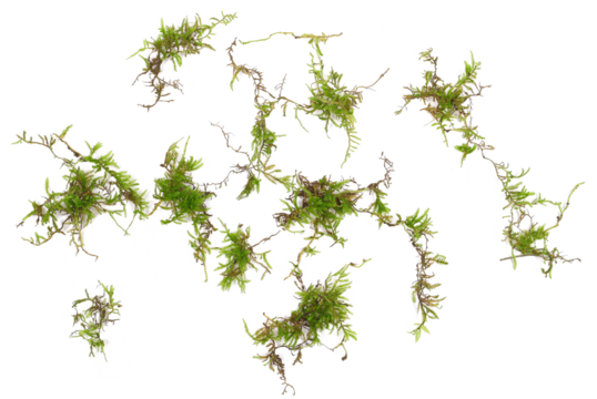 Green moss scattered, isolated on white background, top view, clipping 