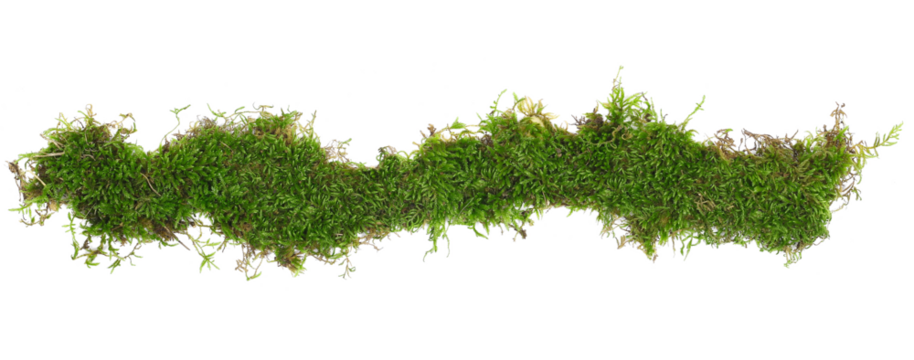 Green moss line, frame  isolated on white background, top view