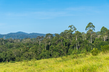 Fototapeta na wymiar Grassland Green meadow and mountains Khao Yai National Park.