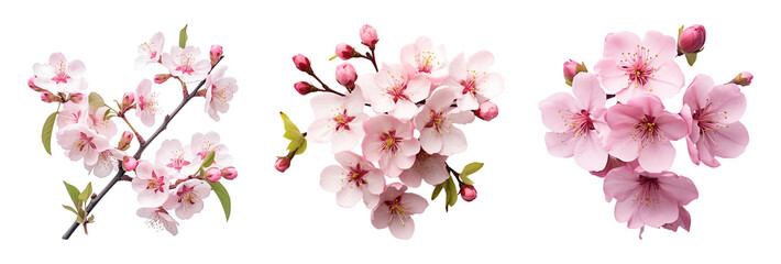 Cherry blossoms isolated on a transparent background.