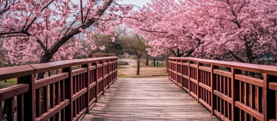 very beautiful portrait of cherry blossoms