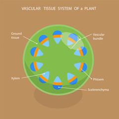3D Isometric Flat Vector Illustration of Vascular Tissue System Of A Plant, Educational Diagram - obrazy, fototapety, plakaty