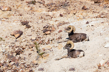 Bighorn Sheep herd resting on rocky mountain slope