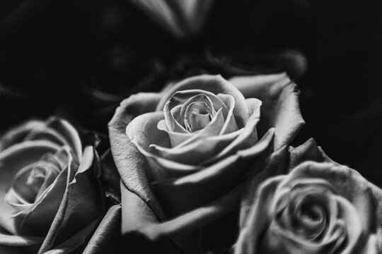 Black & white roses