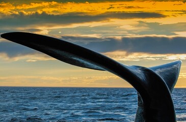 Fluke of a southern right whale (Eubalaena australis), Valdes Peninsula, Atlantic Ocean, Patagonia, Argentina, South America