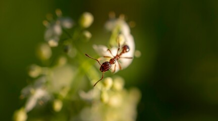 European fire ant (Myrmica rubra) sitting on a white flower, Bavaria, Germany, Europe