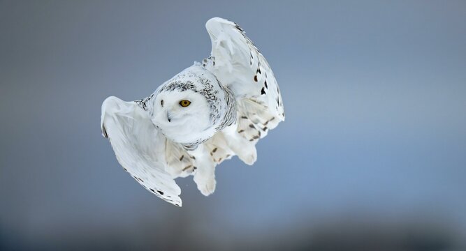 Female snowy owl (Nyctea scandiaca) (syn. Bubo scandiaca) in flight, Quebec, Canada, North America