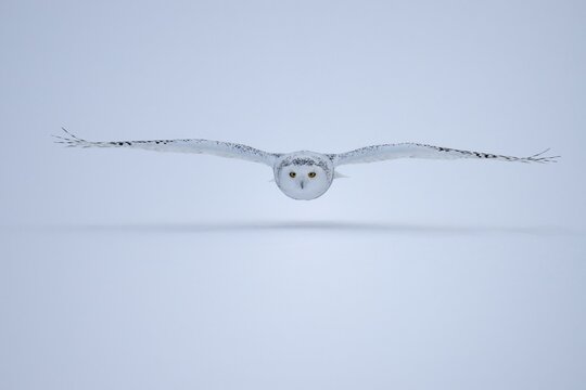 Female snowy owl (Nyctea scandiaca) (syn. Bubo scandiaca) flying low, wings spread, Quebec, Canada, North America