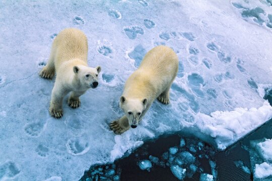 Polar bears on the ice in Arctic, Svalbard