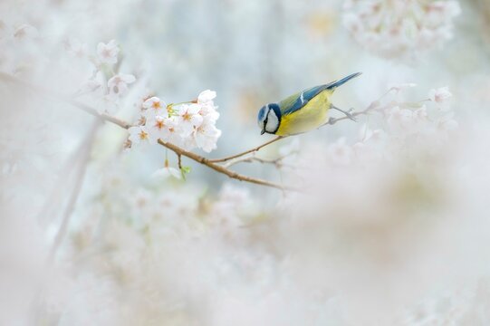 Blue tit (Cyanistes caeruleus) sitting between apple blossoms on a filigree branch, Dortmund, Germany, Europe