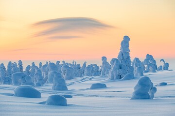 Snowed-in trees, winter landscape, Riisitunturi National Park, Posio, Lapland, Finland, Europe