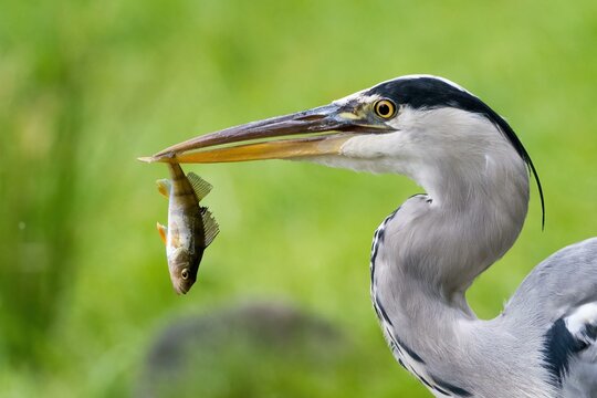 Grey heron (Ardea cinerea) with captured european perch (Perca fluviatilis), Hesse, Germany, Europe