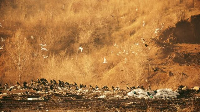 A flock of seagulls flies over a landfill. Valley of unsorted garbage. Human waste tragic background. Dump background. Trash footage 4K.