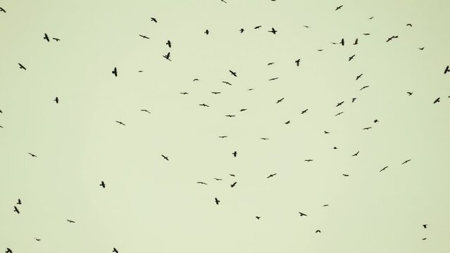 Birds flying 4K background. A flock of wild birds flies in slow motion. Freedom concept footage. 