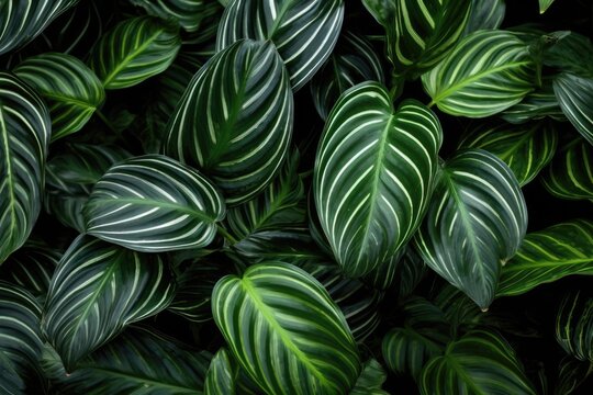 Calathea Plant with Striped Leaves. Botanical Garden Foliage in Nature