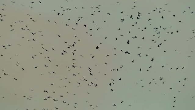 Birds flying 4K background. A flock of wild birds flies. Freedom concept footage. 