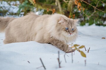 Cat of the Neva masquerade with blue eyes in the snow.