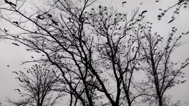 A flock of birds 4K in slow motion. Wildlife background footage. Silhouettes of a large flock of crows.
