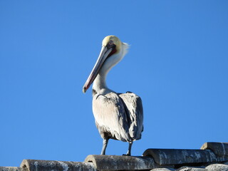 pelican on a roof