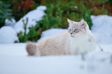 Cat of the Neva masquerade with blue eyes in the snow.