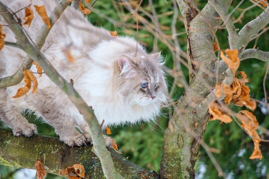 Neva masquerade cat with blue eyes on a tree.