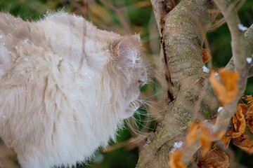 Neva masquerade cat with blue eyes on a tree.