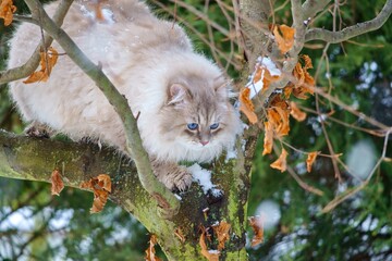 Naklejka na ściany i meble Neva masquerade cat with blue eyes on a tree.