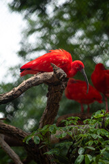 ave guará em puleiro no zoologico de belo horizonte