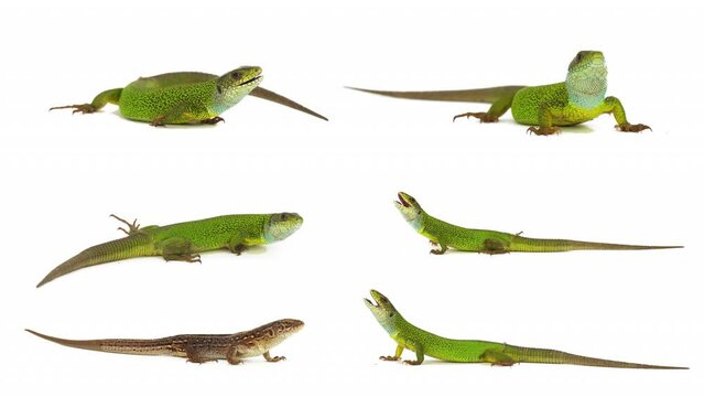 lizard isolated on white background screen