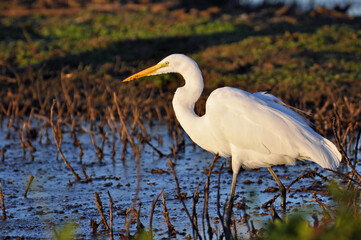great white heron