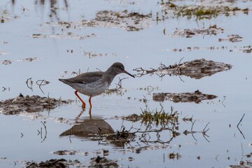 Redshank wading the shallows