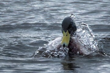 Mallard surfacing after a dive