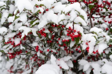 Snow Covered Holly Berries Close-up