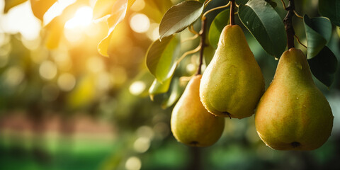 Ripe Pears on Pear Tree Branch in Orchard. Close-up View of Pears Ready for Harvesting. Concept of Healthy Eating and Organic Farming.
