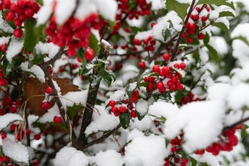 Snow Covered Holly Berries Close-up