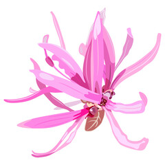 Single blooming flower of Loropetalum Chinense plant. Pink blossom. Chinese fringe flower or strap flower. Isolated vector illustration.