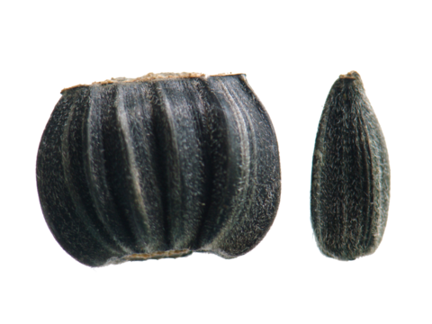 Sunflower seeds isolated on a transparent background.