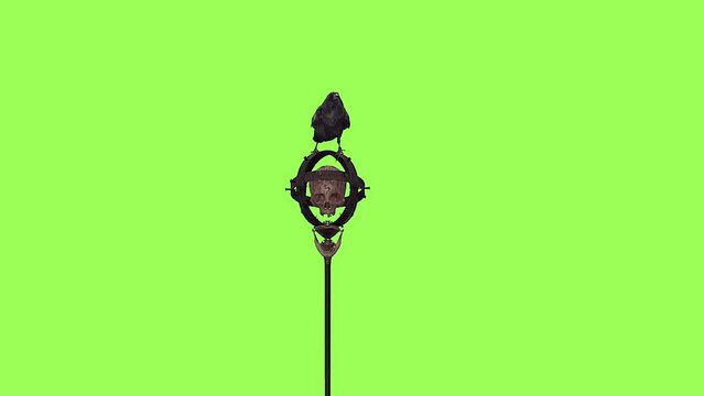 Raven perched on medieval staff green screen