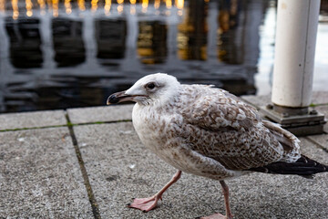 A close up view of seagull on the concrete embankment of the river, beautiful background with reflection in the river